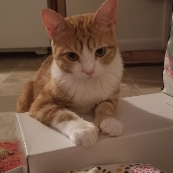 Meet your Posher, CÃ©cile - Picture 1 of 1